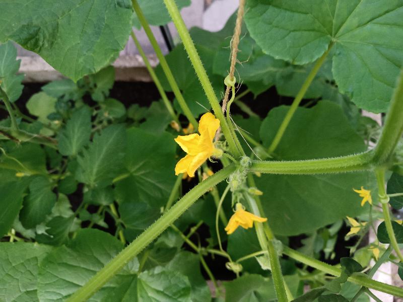 Facts about Cucumbers