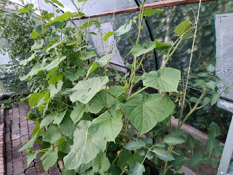 Cucumbers in polytunnel