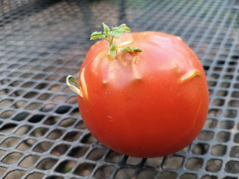 Seeds that are Sprouting Inside a Tomato